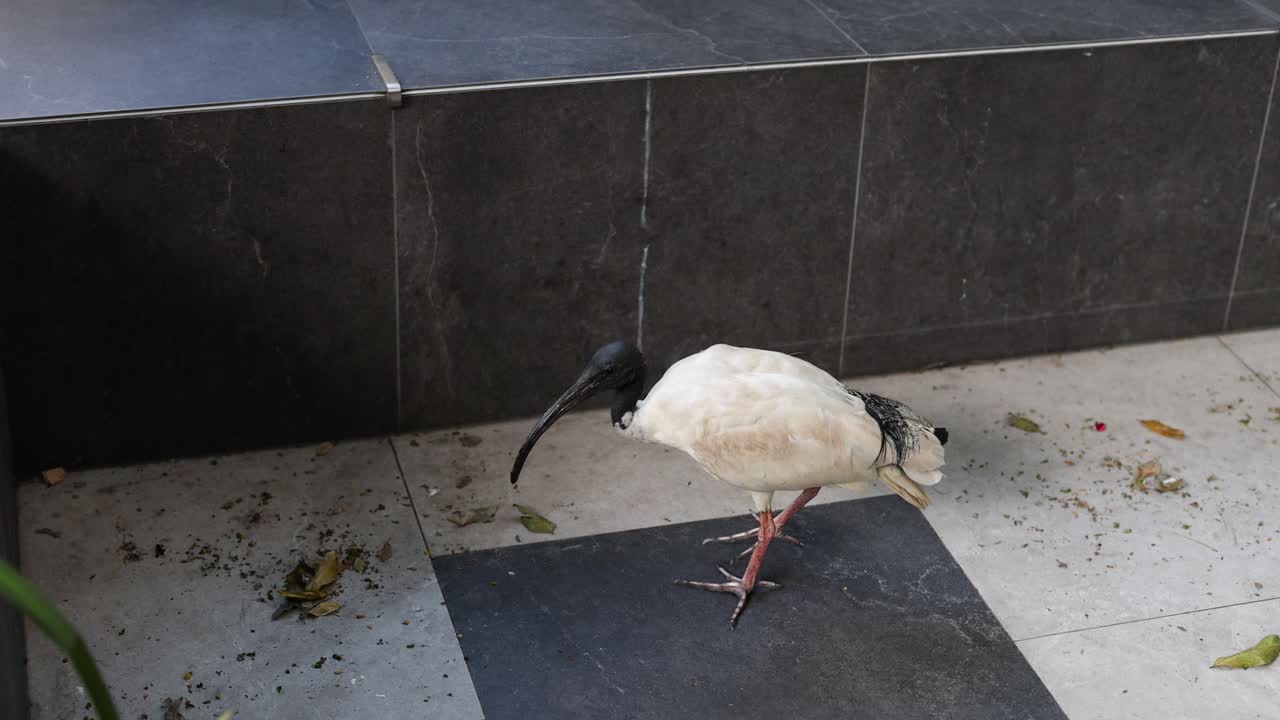 새가 계단을 오르고, 도시 환경에서 날아갑니다.