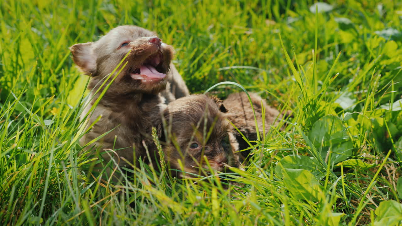 Cute Puppies In Bright Green Grass