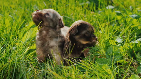 schattige puppy's in heldergroen gras