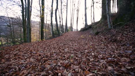 Hojas-Marrones-De-Finales-De-Otoño-En-El-Suelo-Del-Bosque