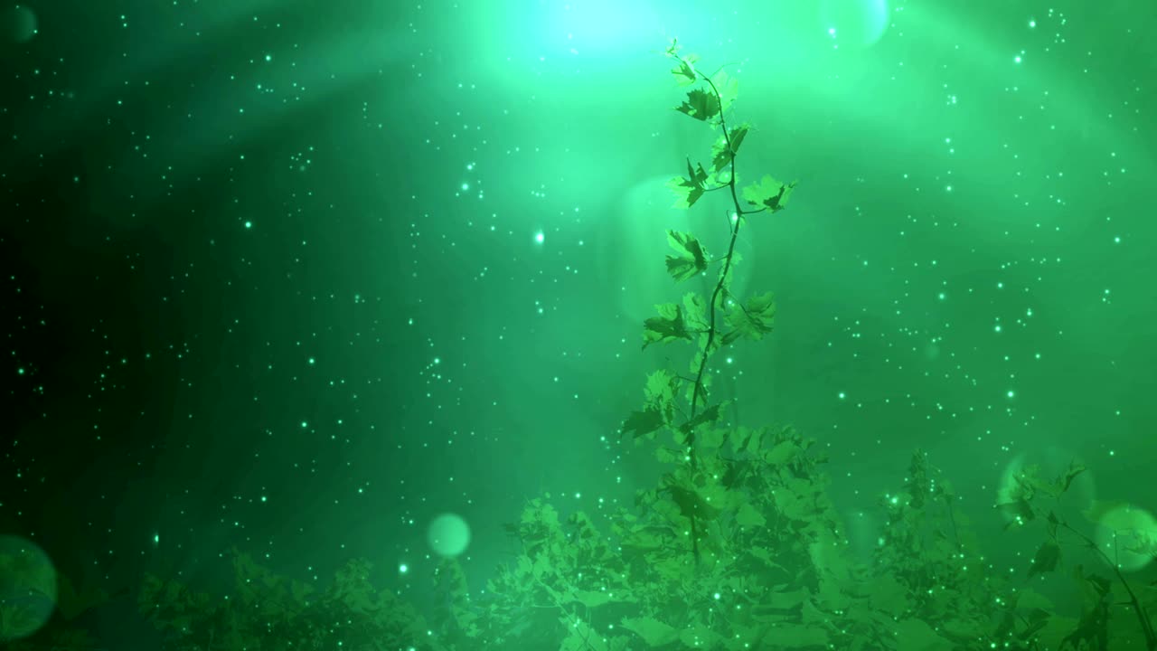 초록색 잎 배경 루프