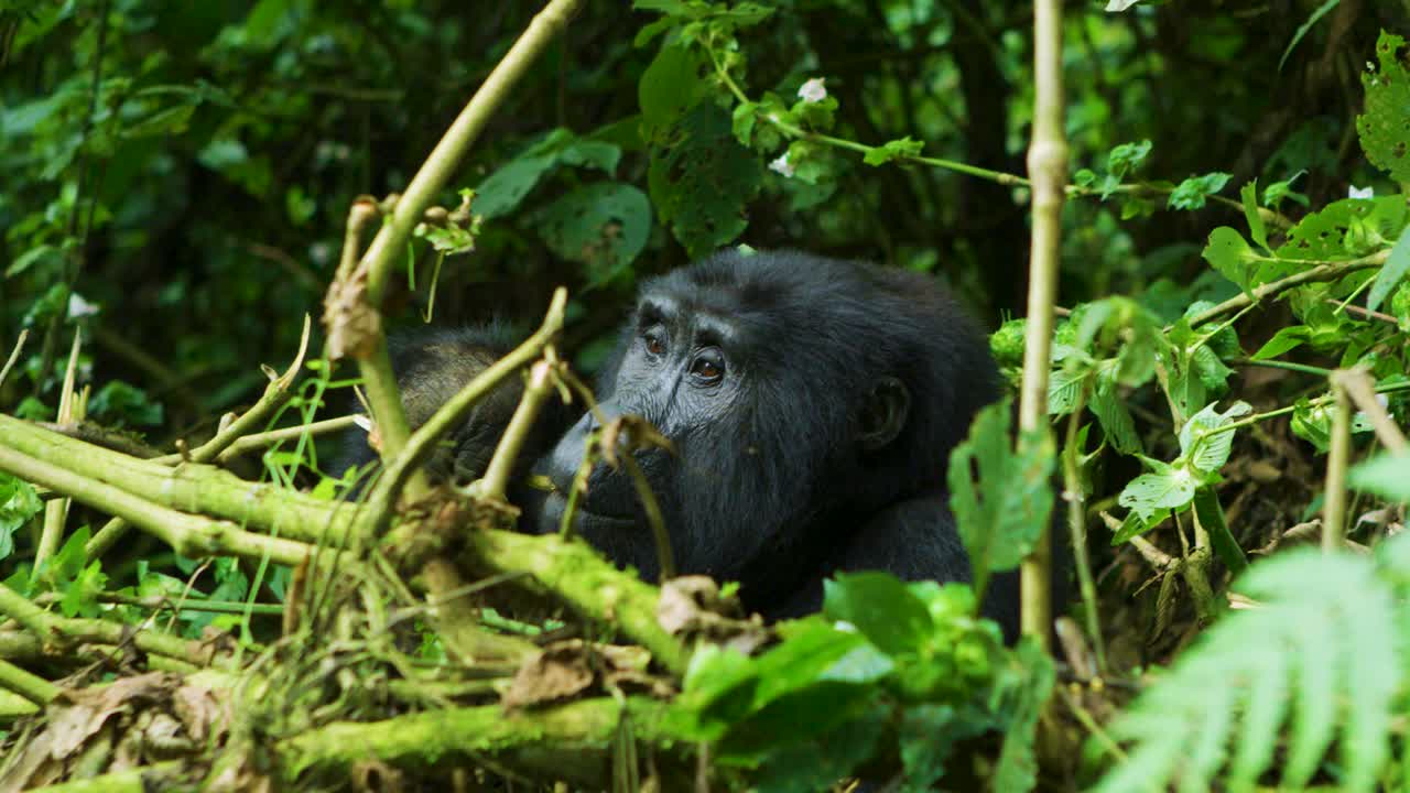 Gorilla selvatico mangia una pianta in uno straordinario rallentatore nella foresta pluviale.
