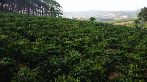 vuelo aéreo bajo hacia atrás desde el campo de cultivo de café, vietnam