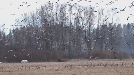 Thousands-of-geese-flying-above-field-and-eating-cereal