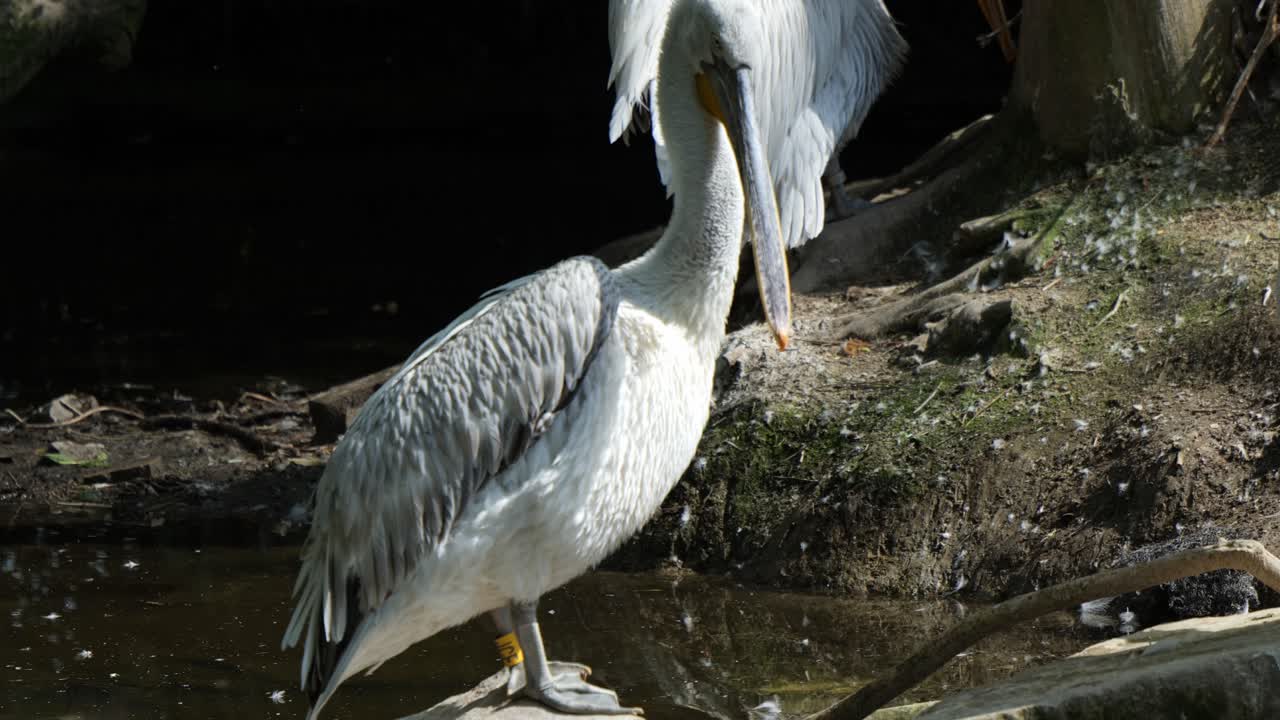 바위 위 에 앉아 있는 펠리칸 의  ⁇ 털