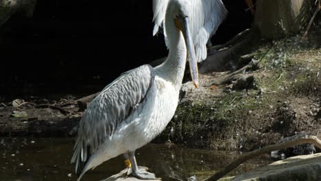 plumas de pelicano en la roca