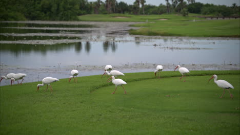 Cámara-Lenta-De-Una-Bandada-De-Pájaros-Ibis-Blancos-Alimentándose-De-La-Hierba-Caminando-Cerca-De-Un-Estanque