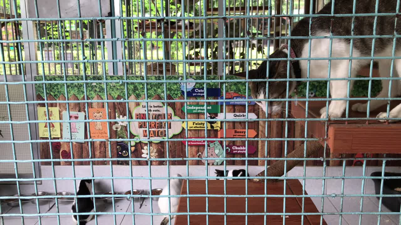 Static shot of cat moving around enclosure in an animal shelter