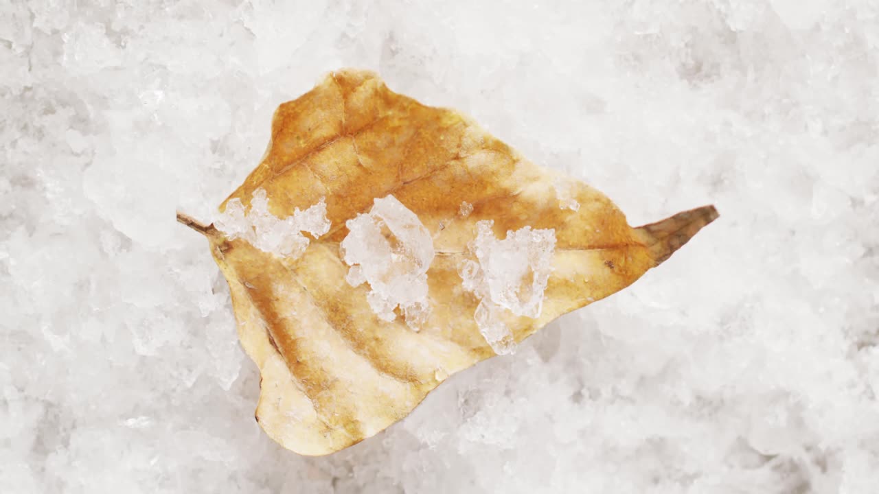 겨울의 얼어붙은 배경에 가을의 얼어붙은 노란 잎의 비디오