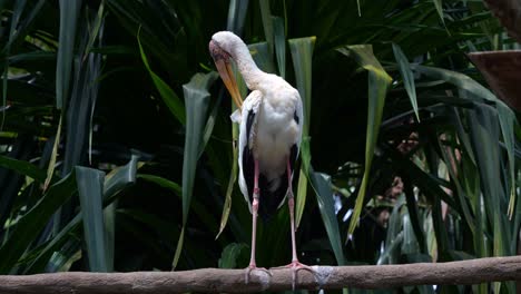 a painted stork (mycteria leucocephala perched on the wooden stick, preening and grooming its feathers, close up shot.