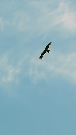 silhouette of gorgeous eagle flies soaring across blue sky with light clouds on sunny day slow motion. large bird in natural ecosystem. wild fauna