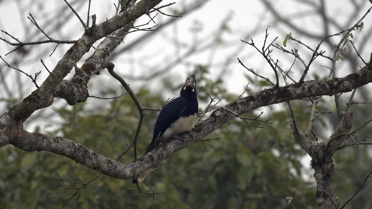 un cálao oriental encaramado en un árbol en las selvas del parque nacional de chitwan