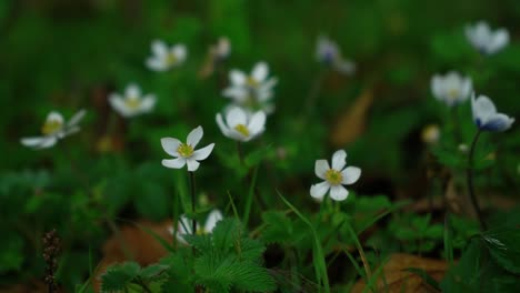 white little flowers in meadow