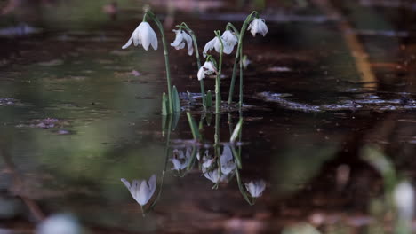 delicate white snowdrop flowers growing in rain flood water in a wood in worcestershire, england