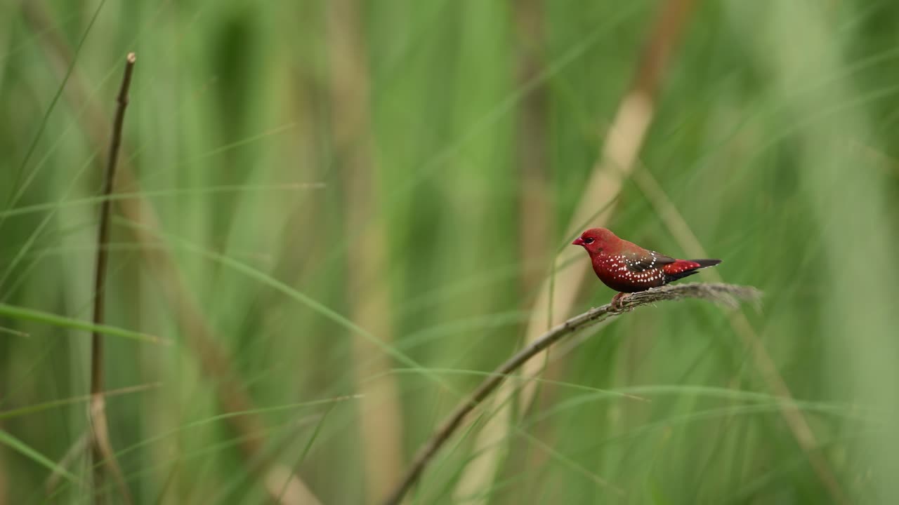 Elegant avadavat stands poised amid lush natural grassland
