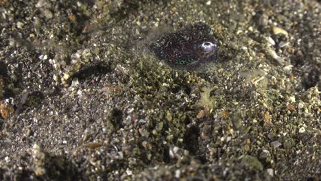 bobtail squid digging in sand and hiding during night