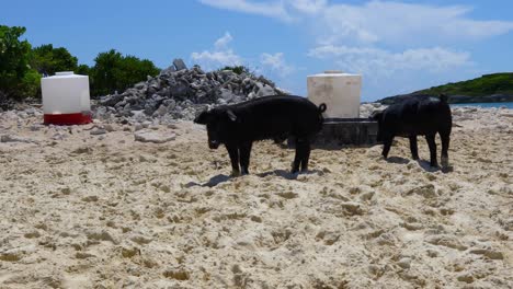 static video of some pigs on pig island in exuma bahamas