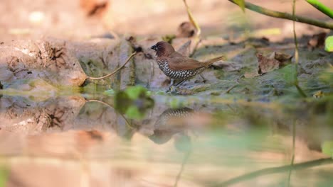 a scaly-breasted munia (lonchura punctulata), also known as the nutmeg mannikin or spice finch, stands at the edge of a shallow muddy puddle.