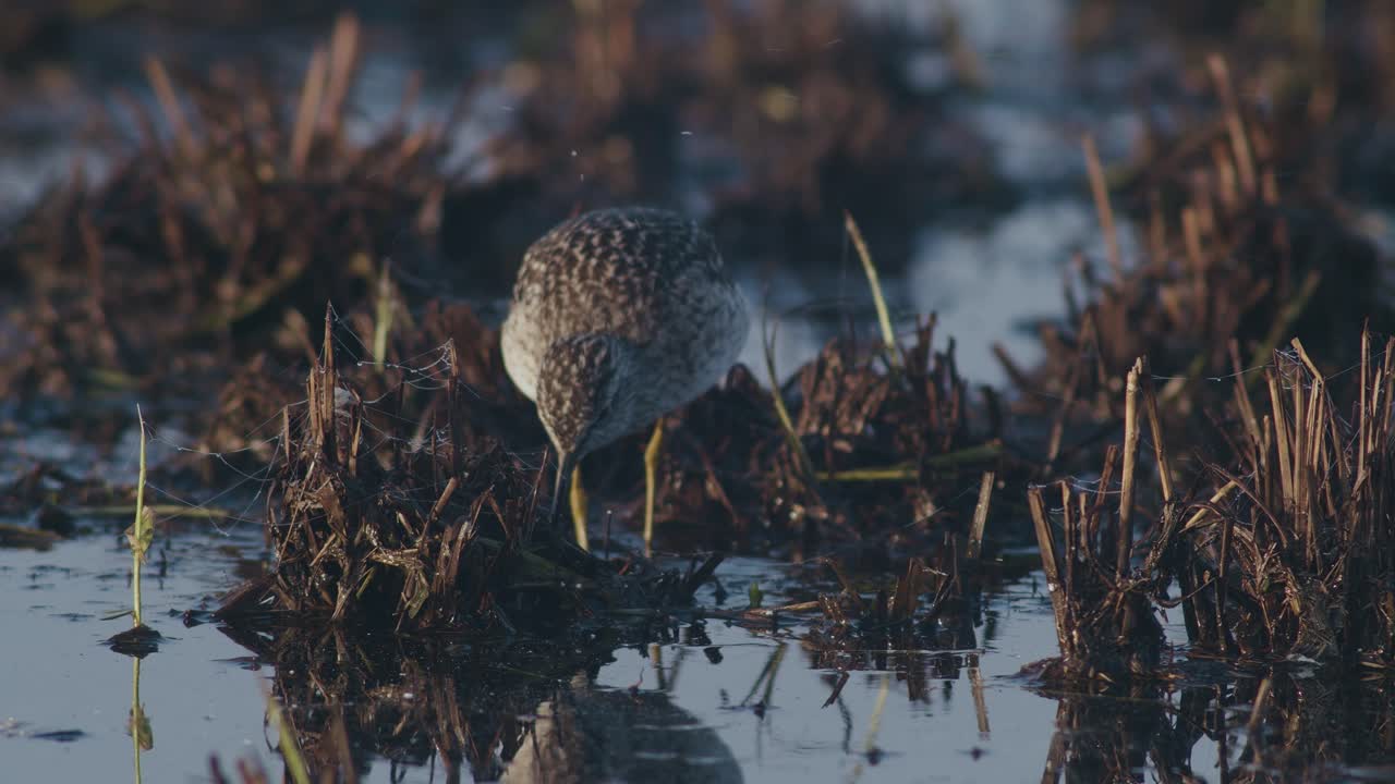 Wood sandpiper is looking for food in flooded meadows during spring migration