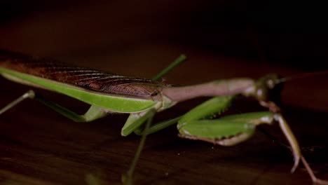 Close-up macro footage of a praying mantis (Mantis religiosa) moving gracefully on polished wood, showing vivid detail of its raptorial forelegs and body, slow motion shot