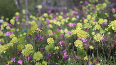 Wiese-Mit-Bunten,-Immerwährenden-Wildblumen-Wiegt-Sich-Im-Wind-Im-Coalseam-Conservation-Park