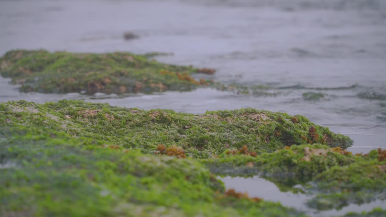 Sea water between mossy coral rocks