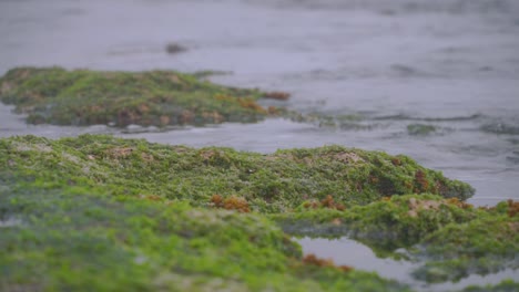 Agua-De-Mar-Entre-Rocas-De-Coral-Cubiertas-De-Musgo