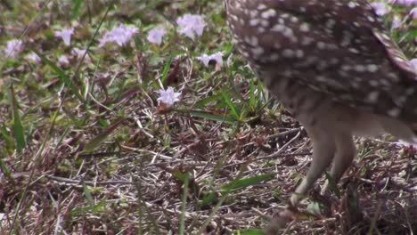 A-burrowing-owl-looks-around-and-eats-its-prey