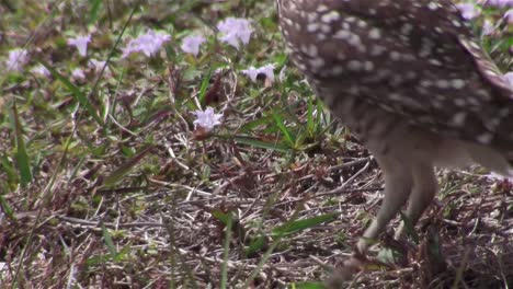 a burrowing owl looks around and eats its prey