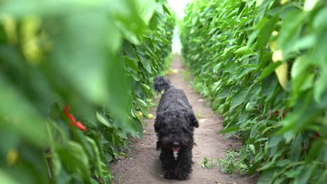 puli dog strolling through a paprika field