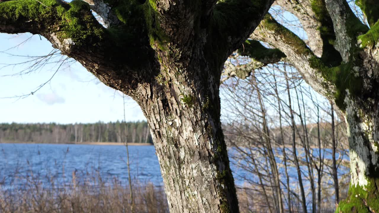장원의 영토에 있는 오래된 린든 공원, 낙엽이 떨어졌다