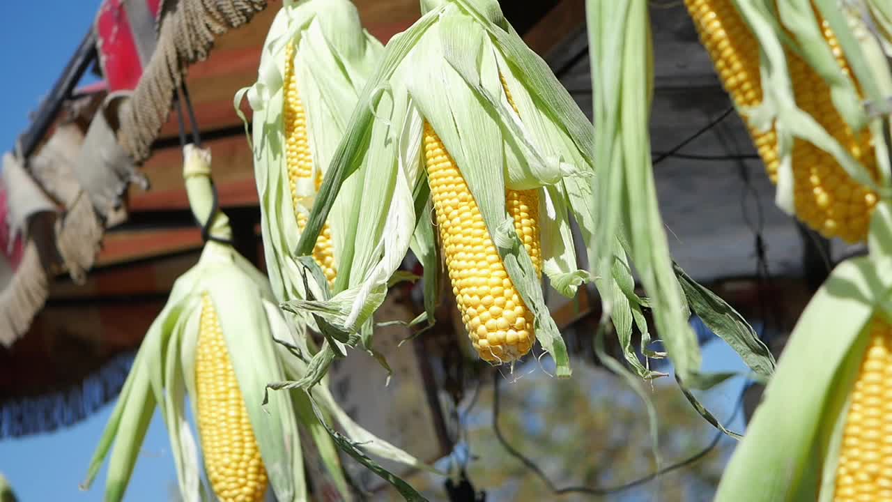 maíz fresco colgado para la venta
