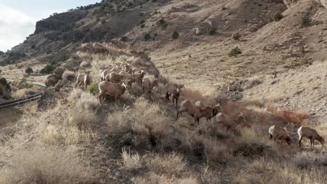 gran rebaño de ovejas de cuerno pastando en las montañas