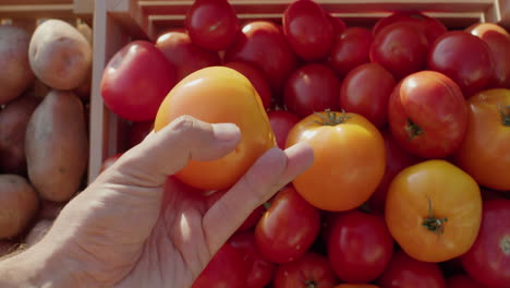 la mano de un cliente sostiene un tomate amarillo sobre el mostrador en un mercado de agricultores.