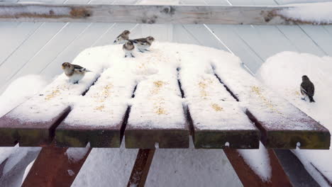 five birds pecking seeds from snow covered table