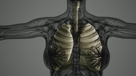 exploración de la anatomía de los pulmones humanos