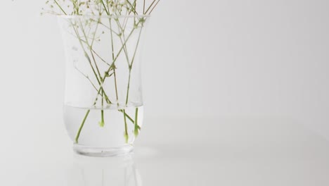 video of white flowers in glass vase with copy space on white background