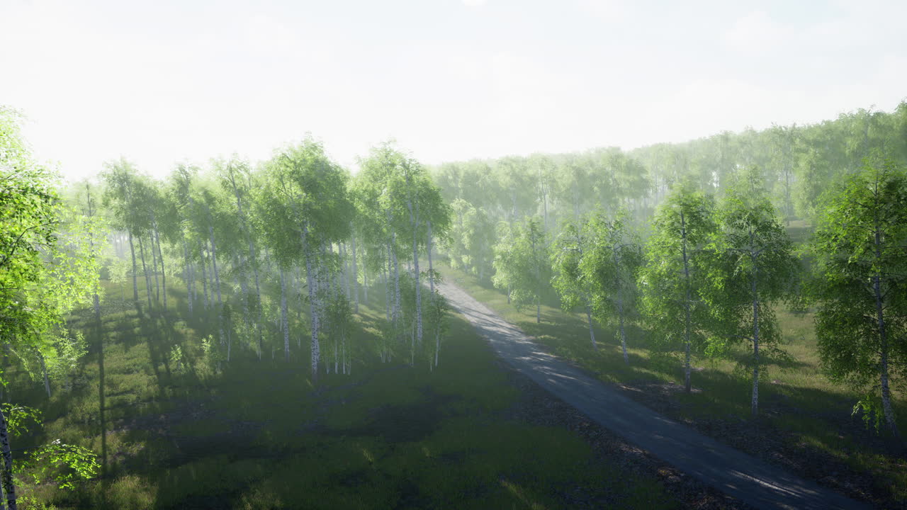 여름 숲을 가로질러  ⁇ 은 길