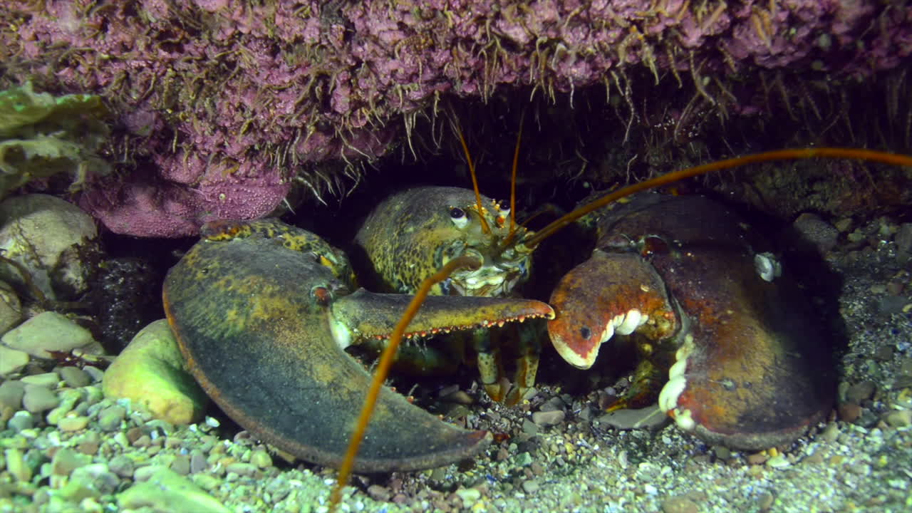 Lobster hiding in a hole during a dive in Percé, Québec, Canada
