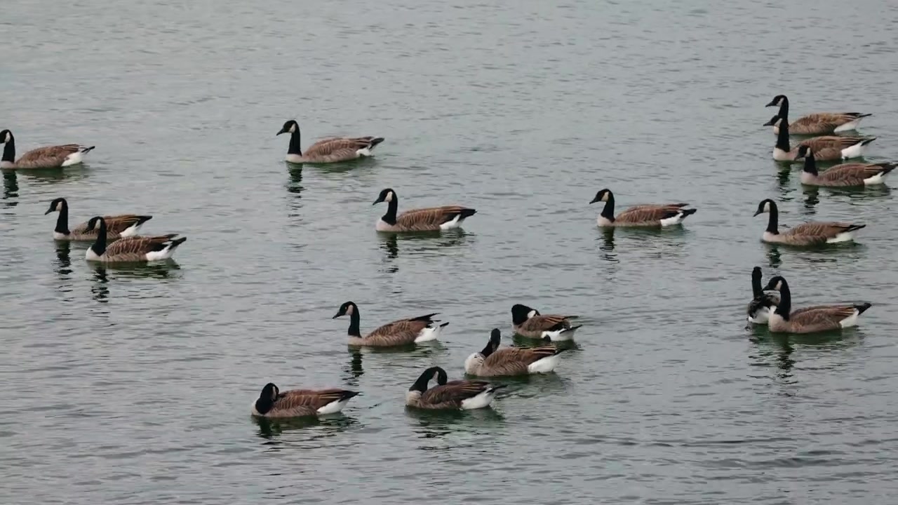 Stormo di oche canadesi che nuotano su acqua increspata