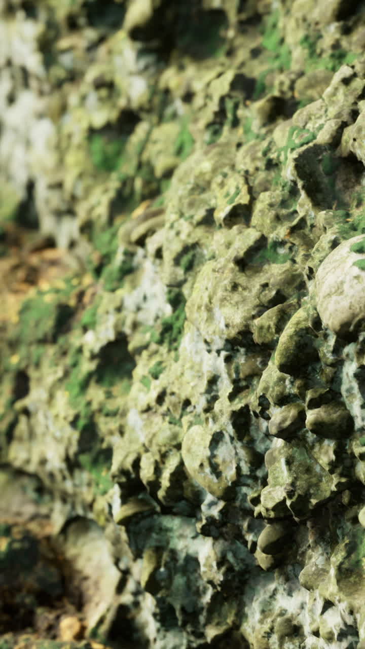 Roccia calcarea costiera ruvida con segni di erosione e depositi di muschio
