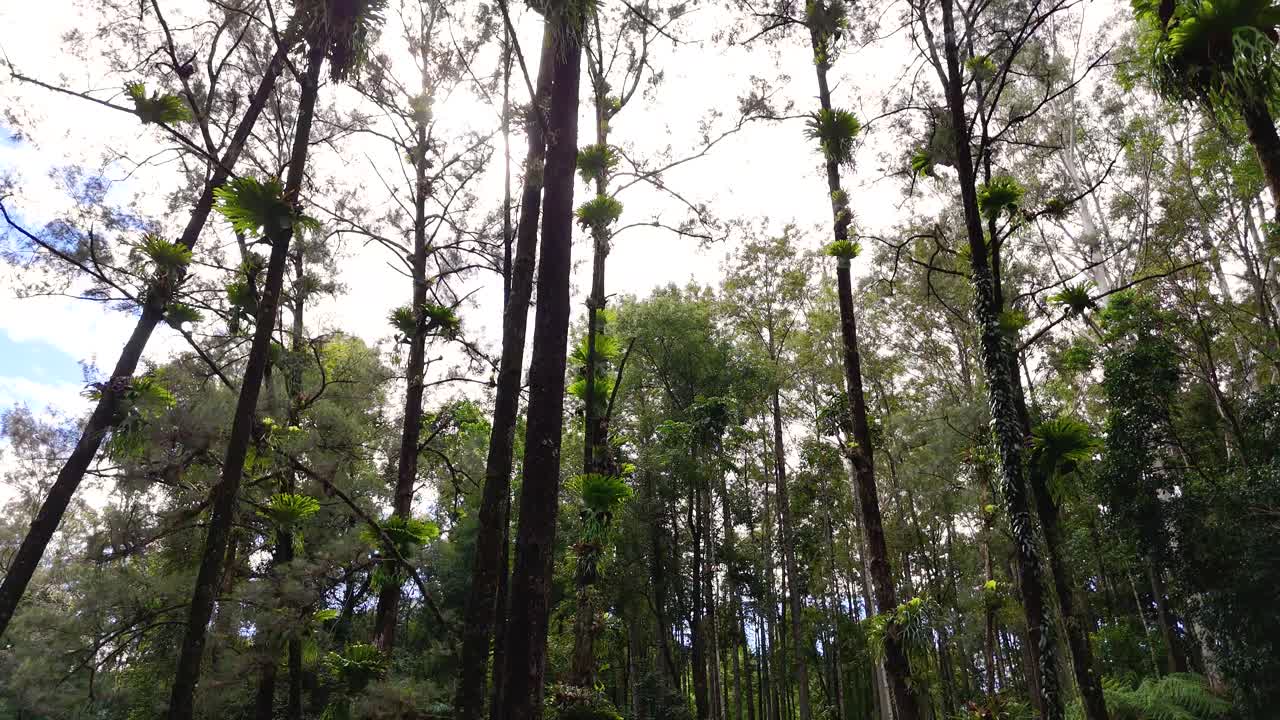 Camera tilts up from forest floor, revealing tall eucalyptus trees and lush Australian undergrowth