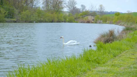 Schwäne-Schwimmen-Im-Fluss.---Breit