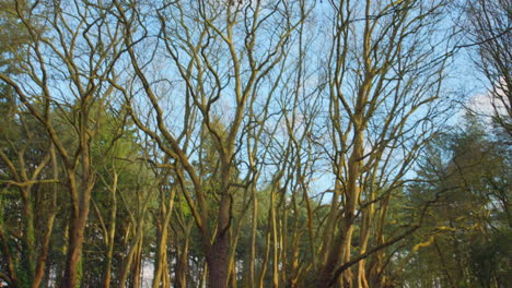 path through forest lined with bald and overgrown trees in winter