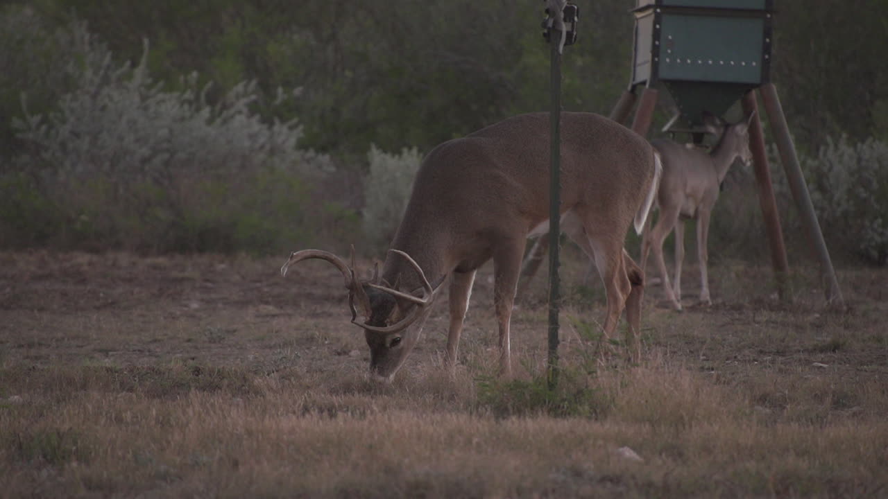 Deer Grazing in a Field