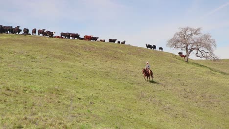 cowboy checks his cattle as he rides below them on the green hill