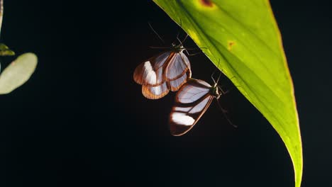 dolly in towards a mating pair of brush footed glasswing butterflies under a leaf as on slowly opens its wings