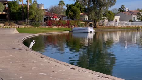 una garza blanca solitaria se encuentra a lo largo del borde de la laguna artificial, deja caer el cuello para formar una forma de s, en el rancho mccormick, scottsdale, arizona