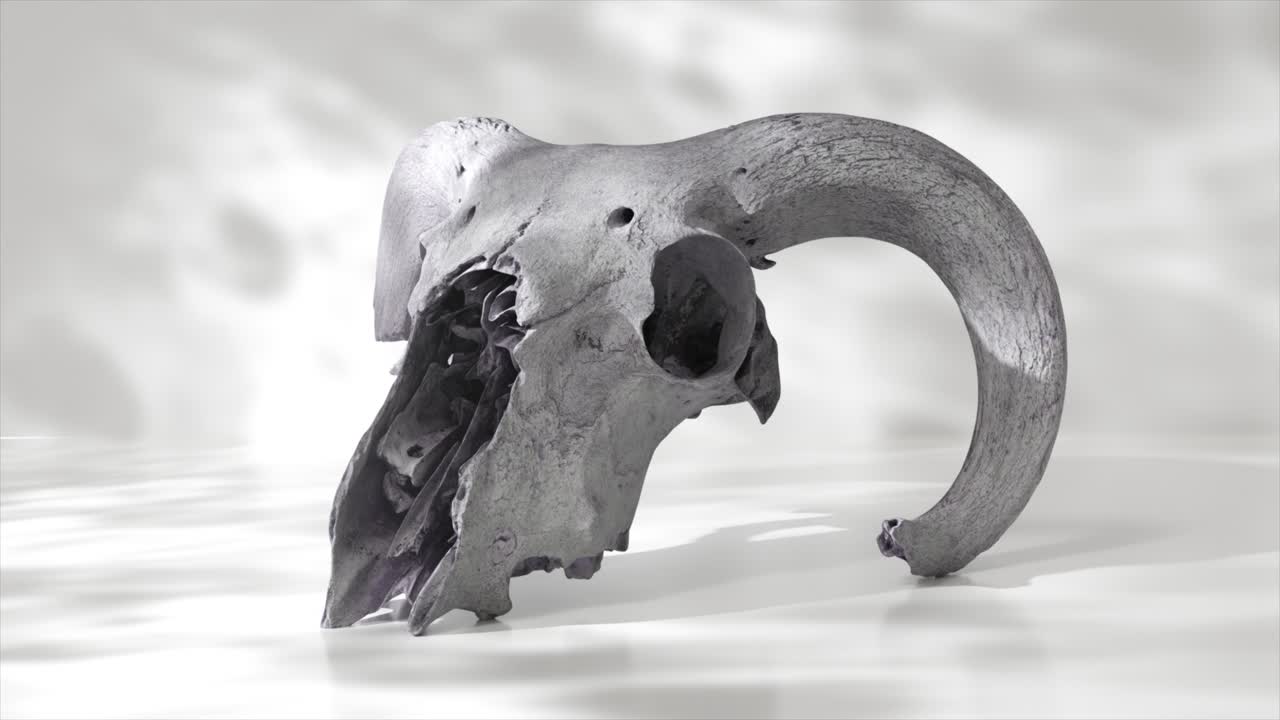 색 배경 에 회색 양의 두개골