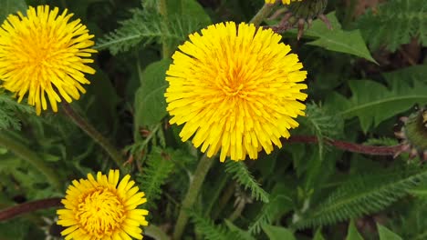 A-very-beautiful-yellow-flower